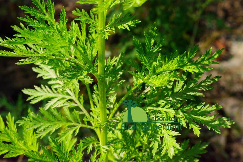 L’ARTEMISINIE BIO UNE PLANTE ANTI-CANCER NATUREL PUISSANT