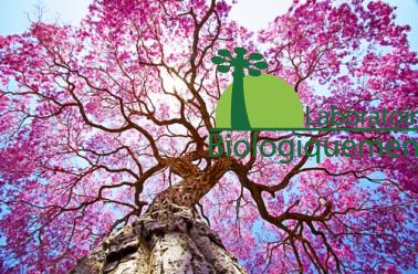 L' écorce de lapacho bio anticancer naturel puissant