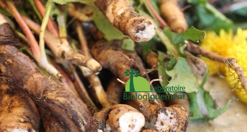 La racine de pissenlit bio pour le traitement naturel du cancer par les plantes