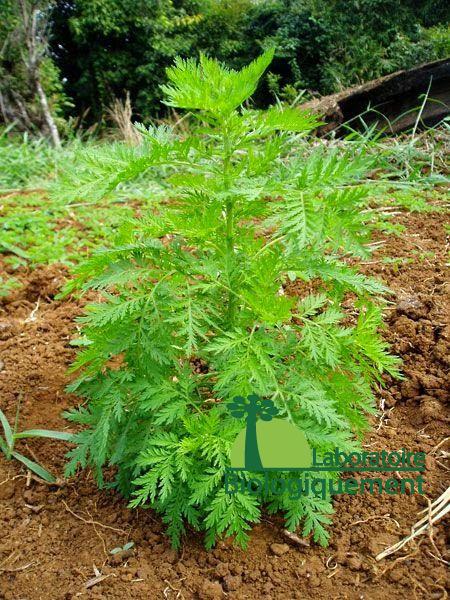 Artemisia annua bio du laboratoire Biologiquement